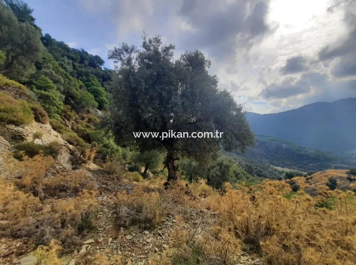 Muğla Dalyan Gökbelde 7 270 M2 Freistehende Eigentumsurkunde Land Mit Meer- Und Seeblick Zum Verkauf