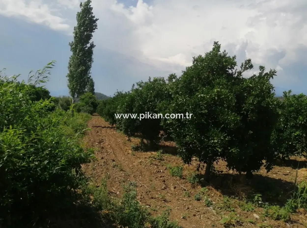 Bauernhof Zum Verkauf In Köyceğiz Beyoba Schnäppchen