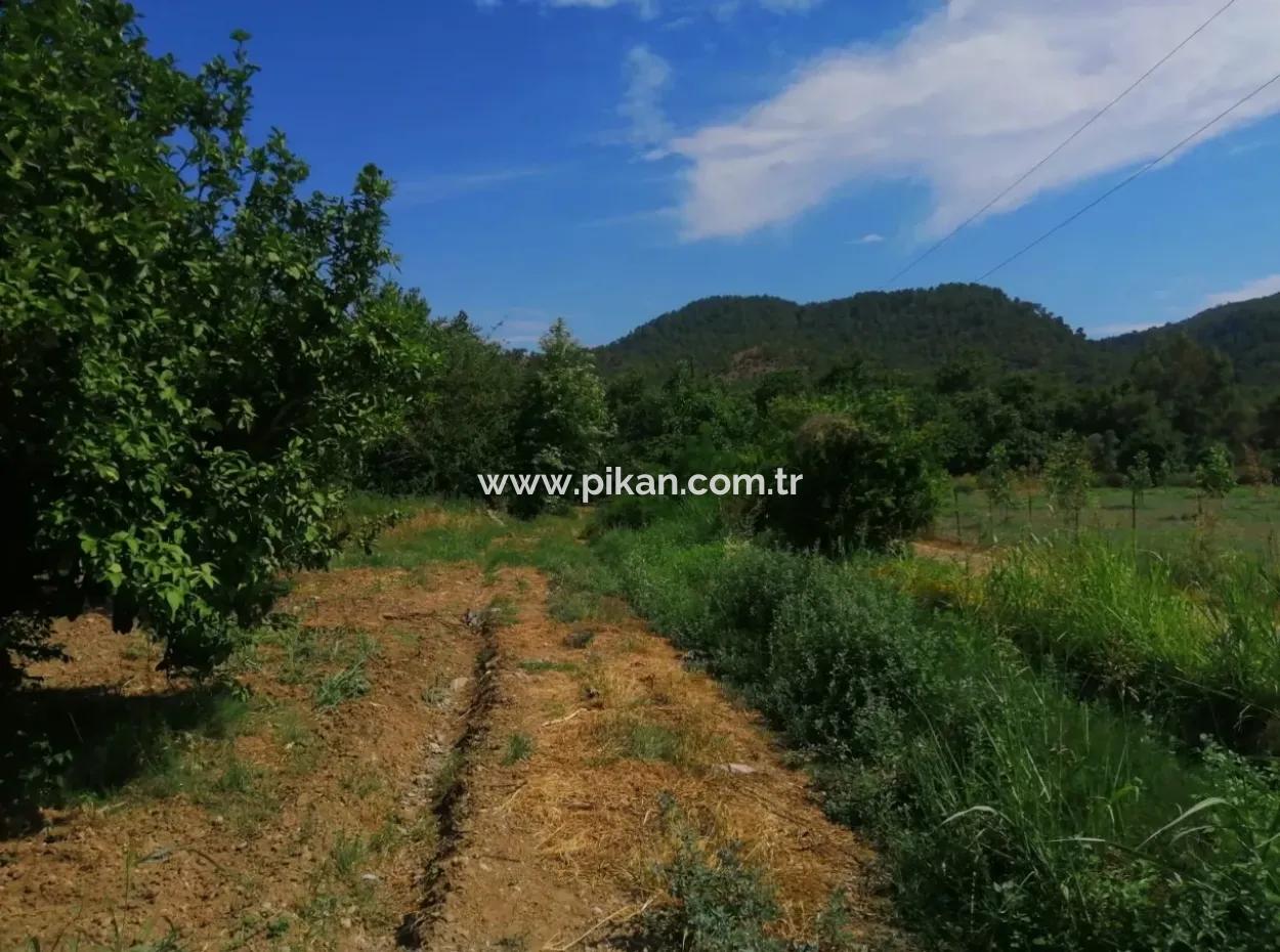 Bauernhof Zum Verkauf In Köyceğiz Beyoba Schnäppchen