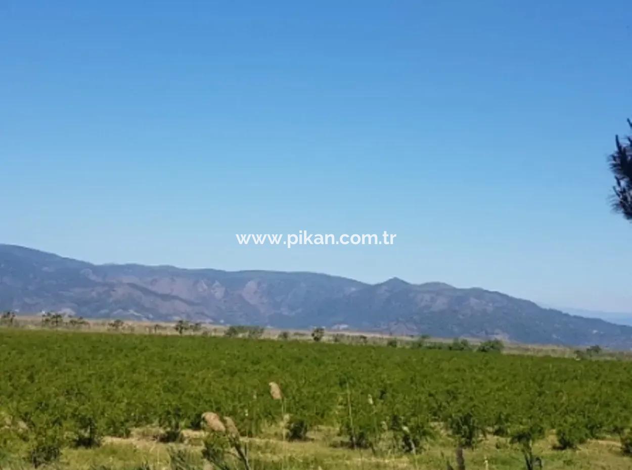 Garten Der Granatäpfel Zum Verkauf In Dalyan
