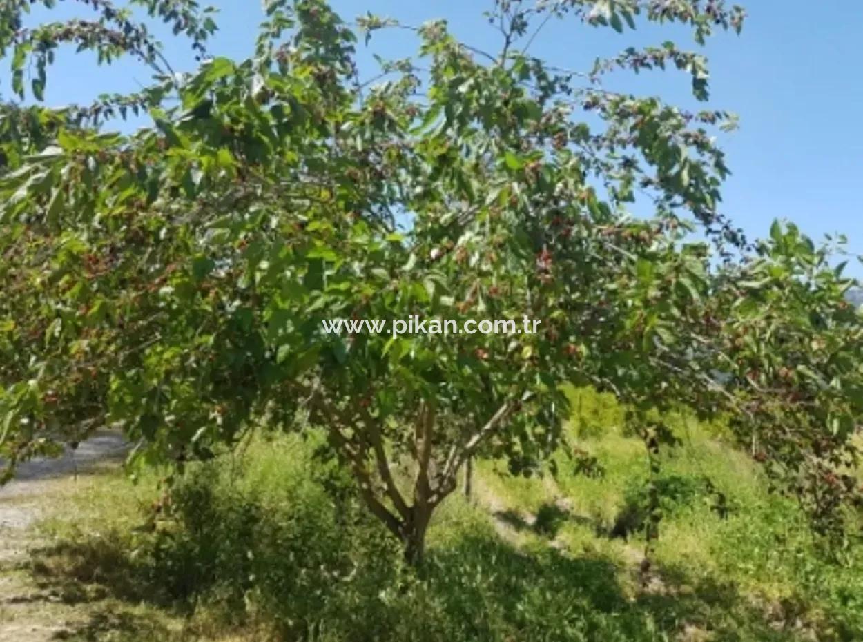 Garten Der Granatäpfel Zum Verkauf In Dalyan