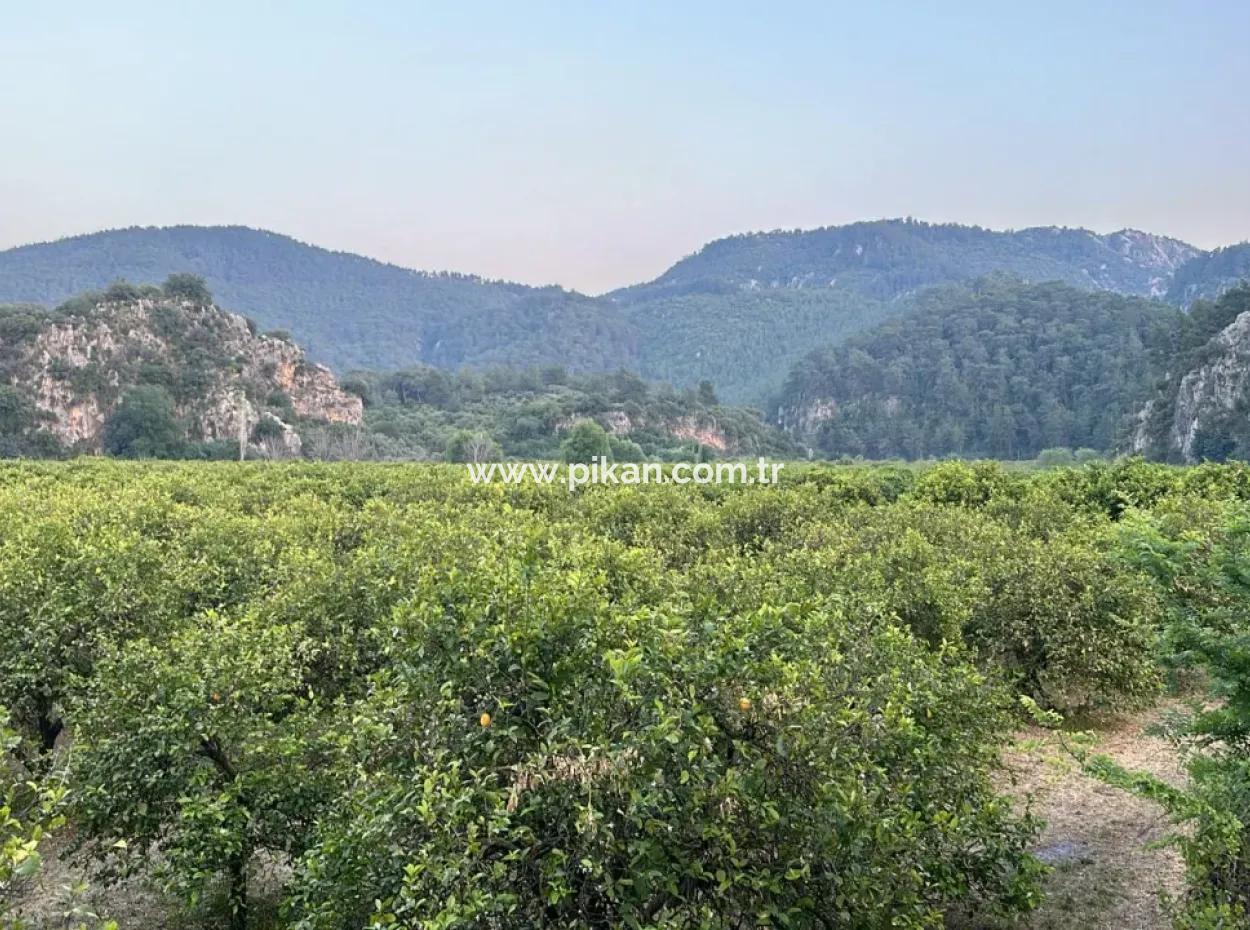 3 1 Wohnung Zu Vermieten In Ortaca Okçular