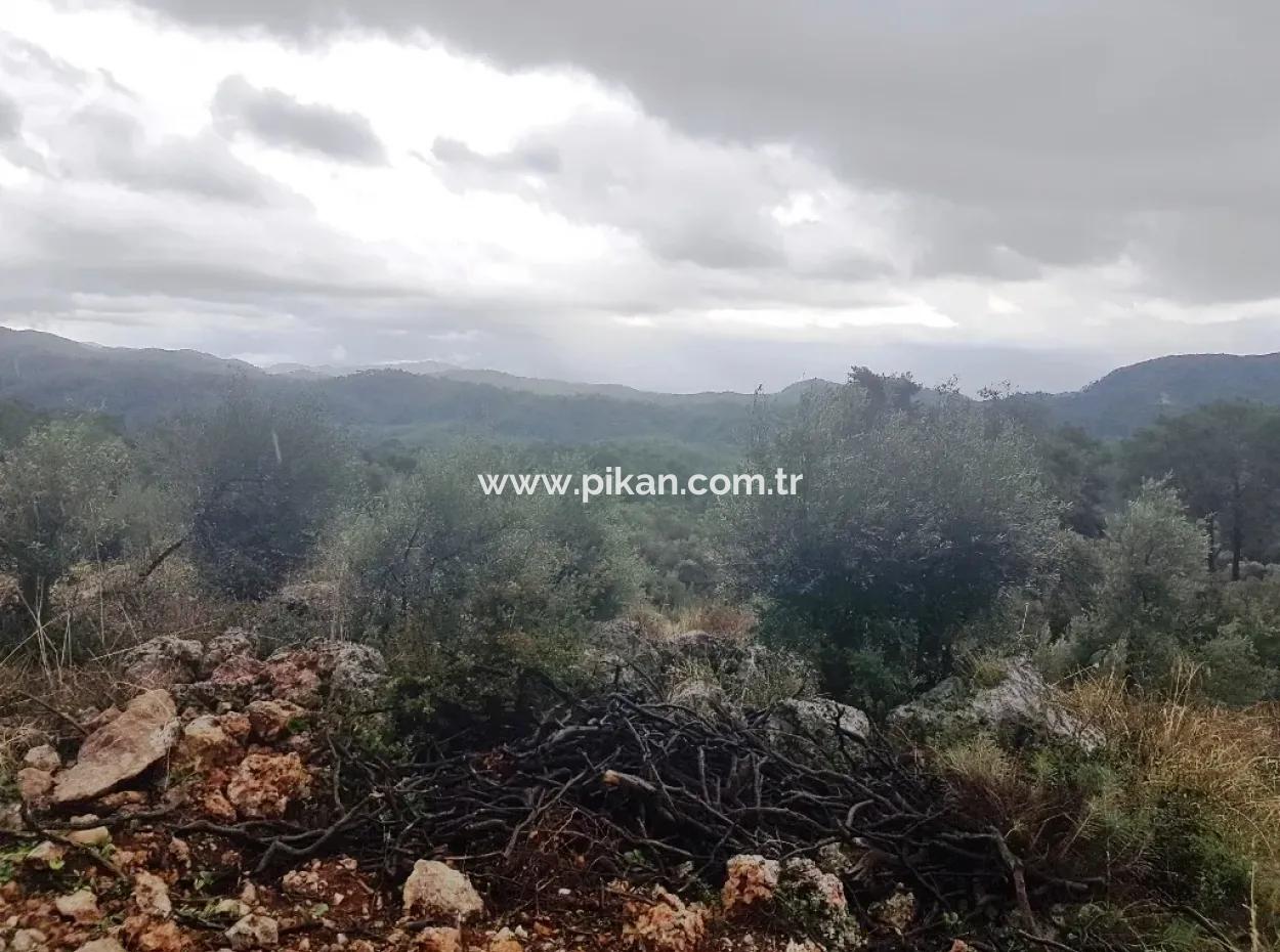 Wildblumen Zum Verkauf An Schnäppchen Göcek Inlice
