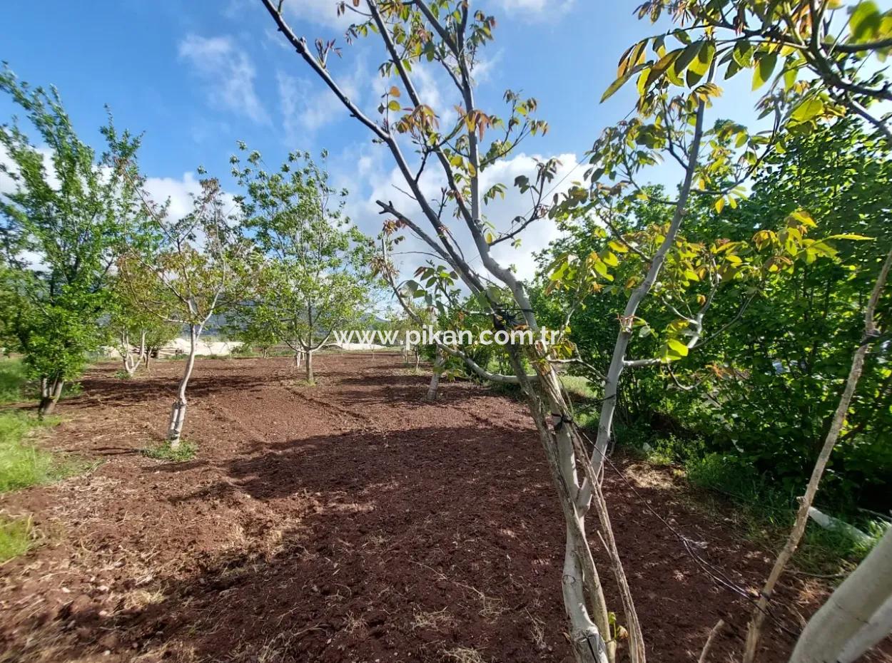 1000 M2 Grundstück In Çameli Kızılyaka, Zum Verkauf Oder Tausch Für 2 1 Wohnungen In Ortaca