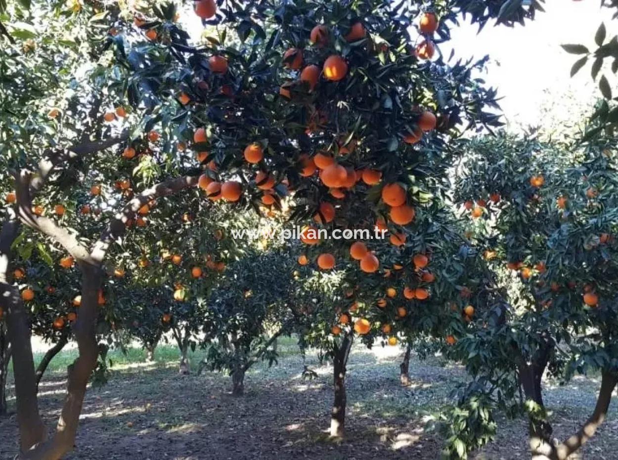 Garten Zum Verkauf In Köyceğiz Dorf