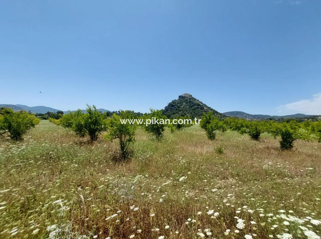 Köyceğiz Çandırda Freistehende Eigentumsurkunde 33.800 M2 Feld Zum Verkauf