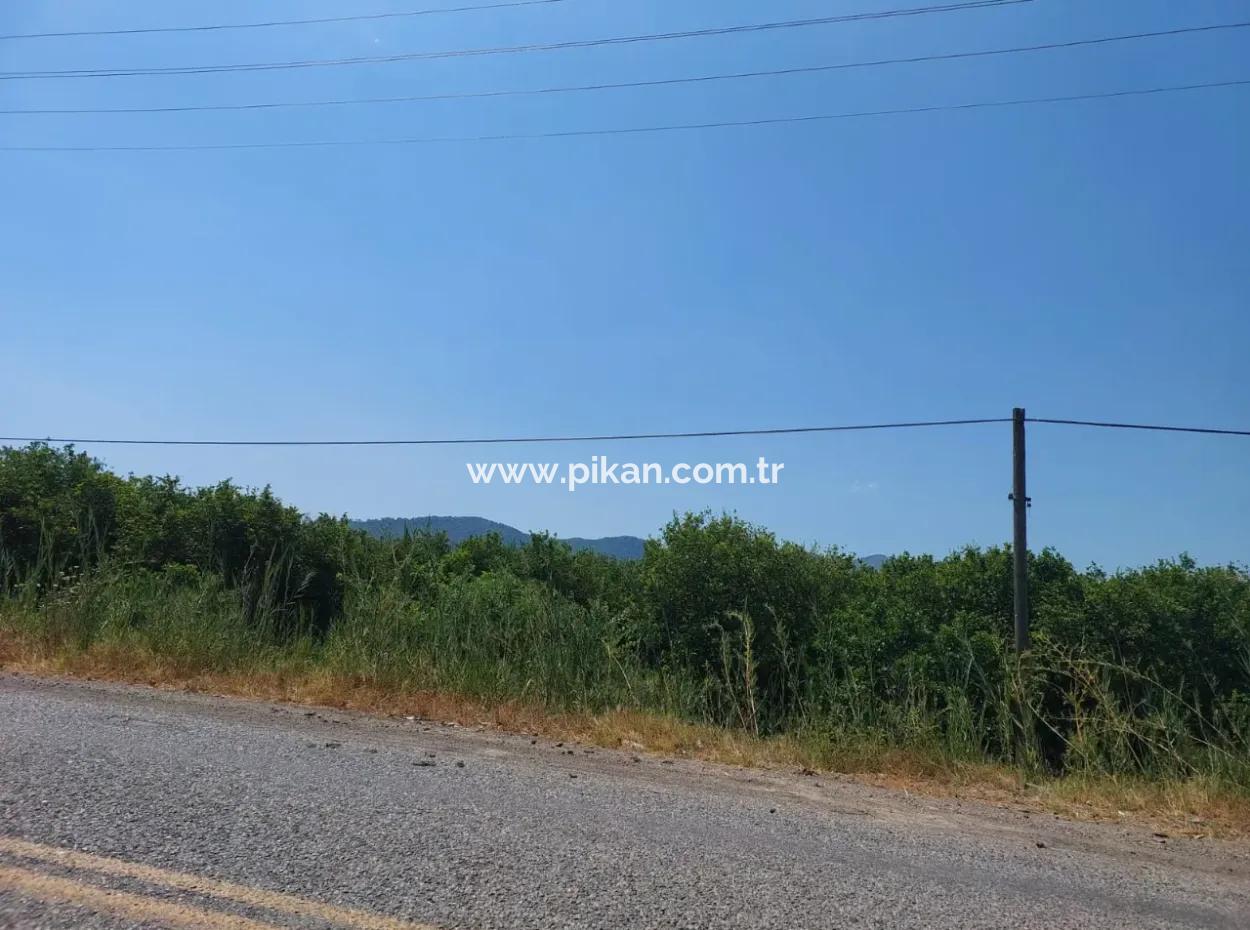 Muğla Ortaca Ekşiliyurtta Roadfront 7.000 M2 Zitronengarten Zu Verkaufen