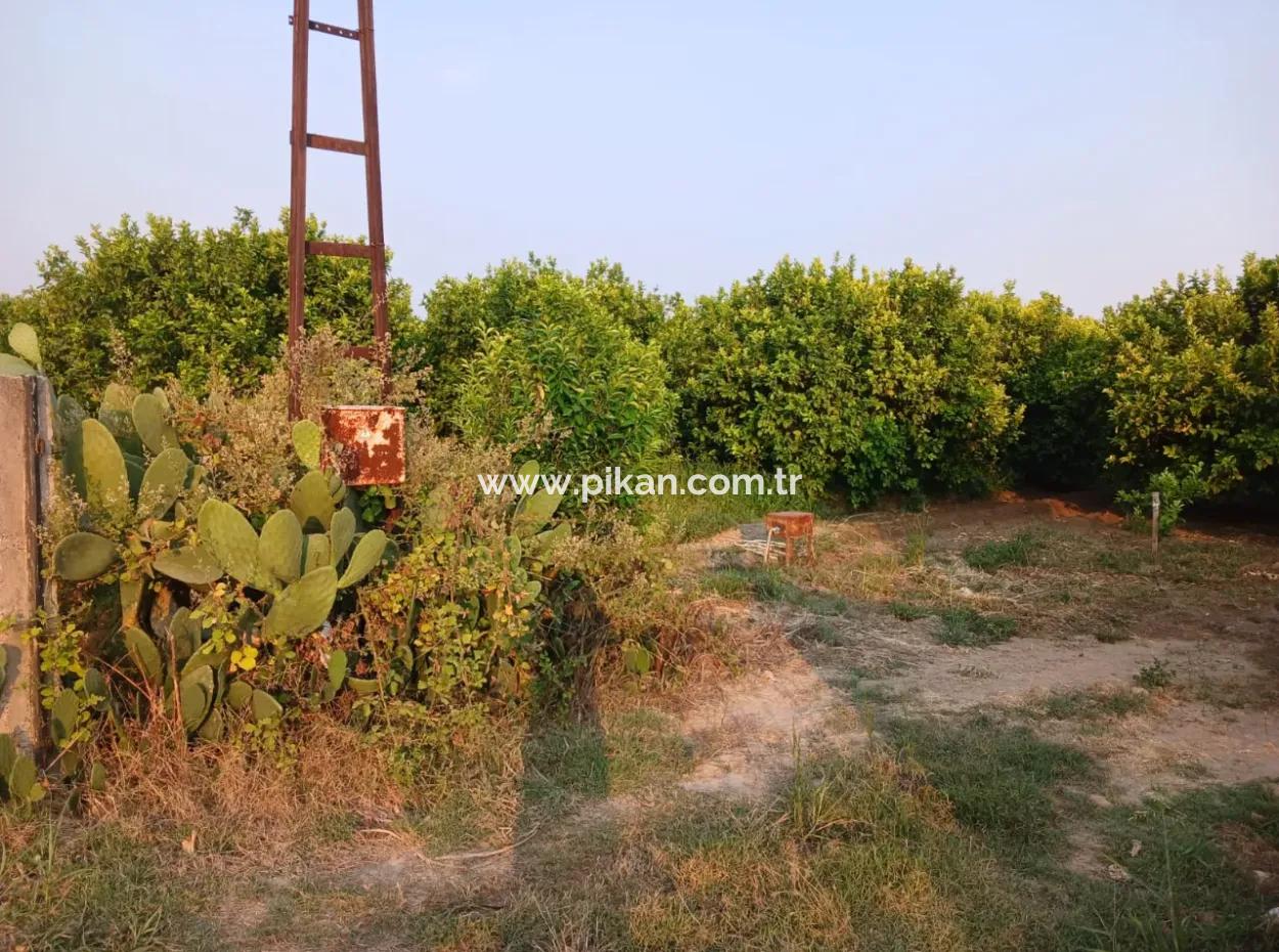 4.000 M2 Zitronengarten Zum Verkauf In Ortaca Fevziye