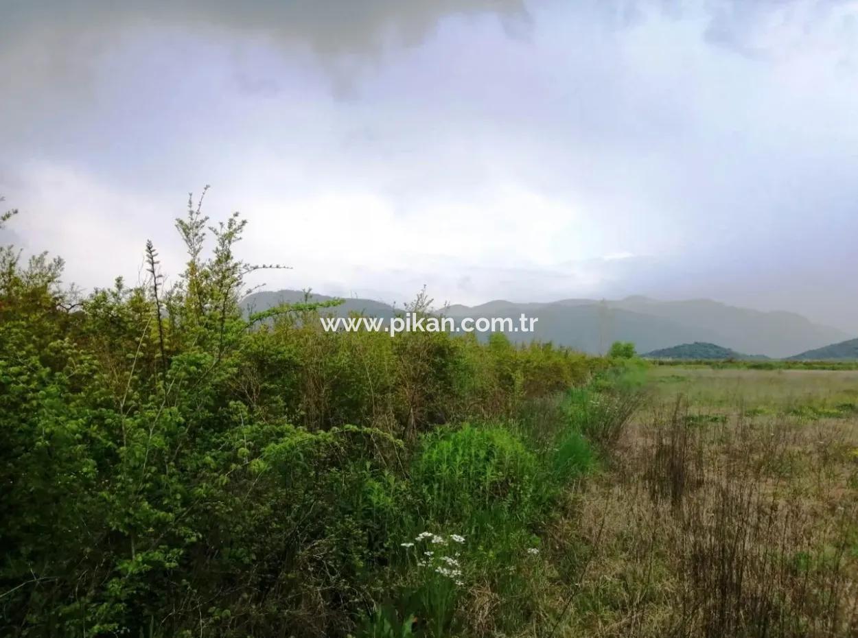 Güzelyurt Zum Verkauf Gärten Granatapfel Ta