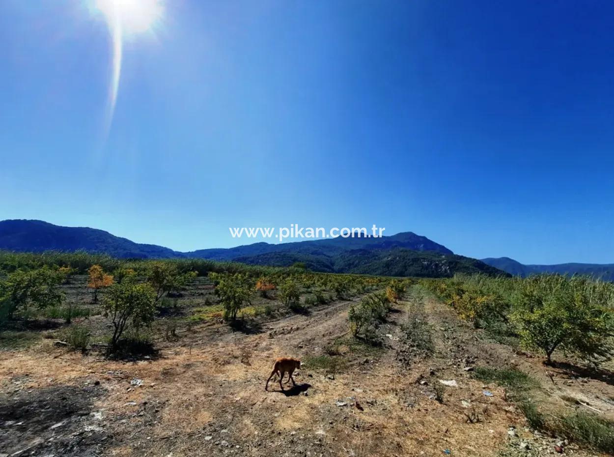 26.200 M2 Dorfweide Null Schnäppchenland Zum Verkauf In Dalyan