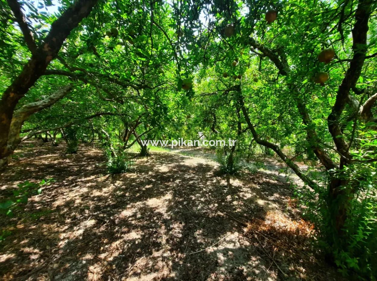 Muğla Dalyanda Mountain Zero, Waterside 10 500 M2 Granatapfelgarten Zum Verkauf