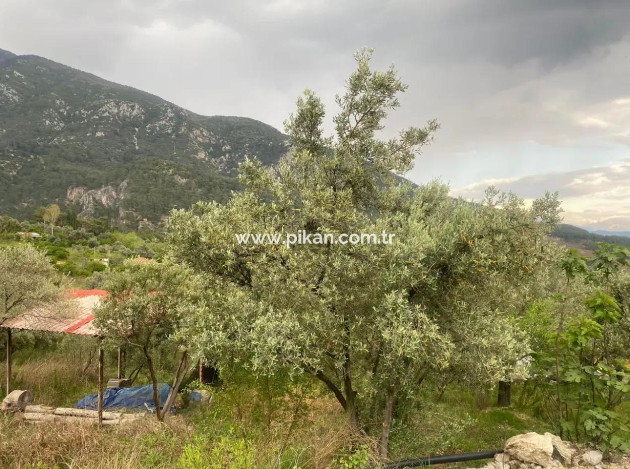 2442M2 Freistehender Olivenhain Zum Verkauf In Seydikemer Söğütlüdere, Muğla