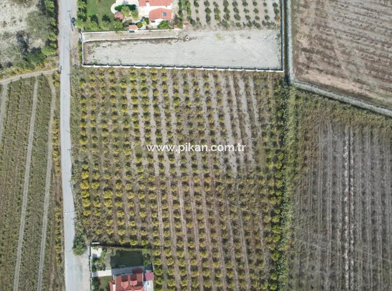 Muğla Dalyanda Kanal 2. Parzelle Freistehend 5.000 M2, 250 M2 Grundstück Mit Baurecht Zu Verkaufen