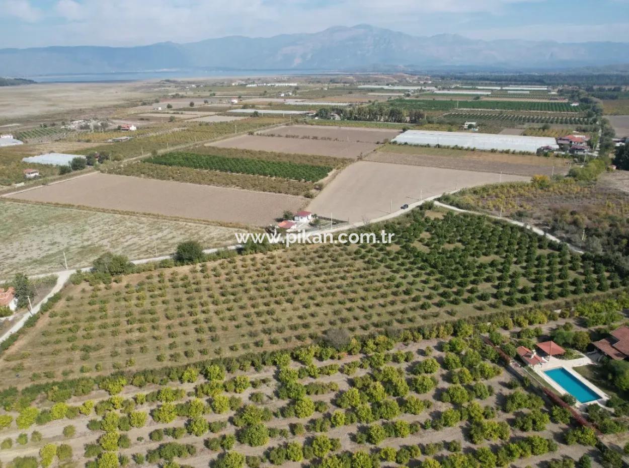 17.000 M2 Freistehender Granatapfelgarten Zum Verkauf In Ortaca Eskiköy