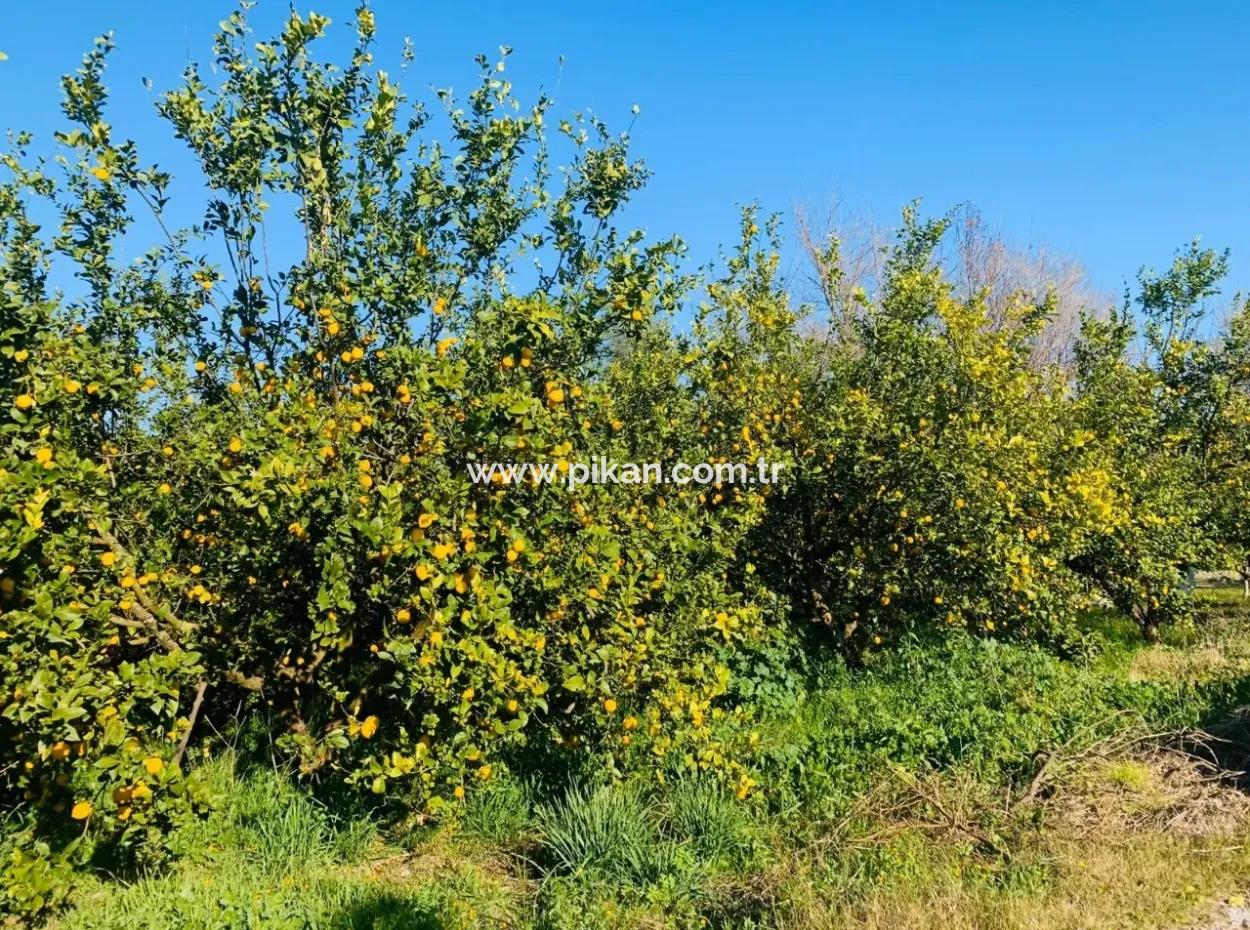 Für Verkauf Grundstück Von Land Raider Auch