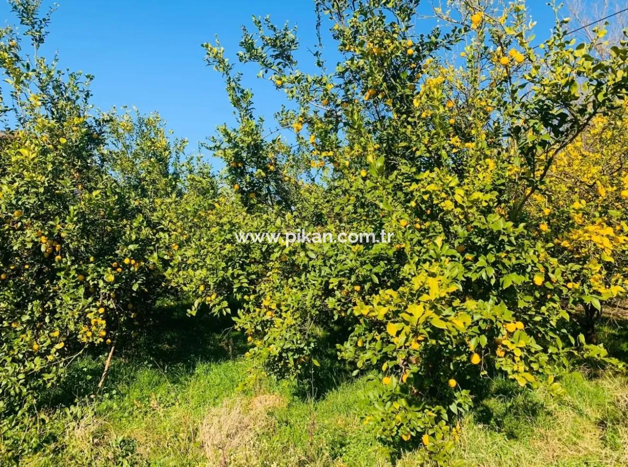 Für Verkauf Grundstück Von Land Raider Auch