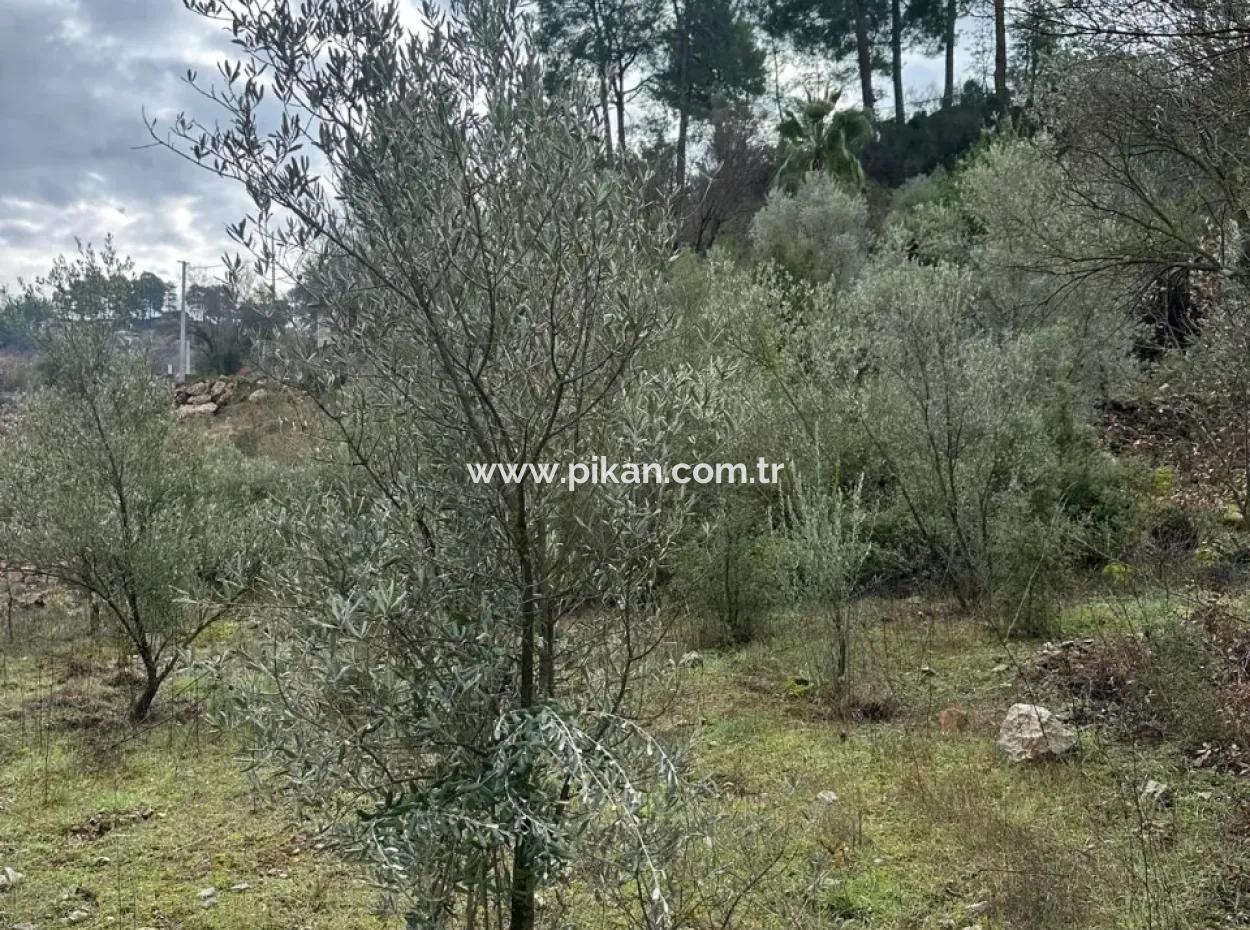 Zu Verkaufen In Fethiye Gökçeovacıkta 1709 M2