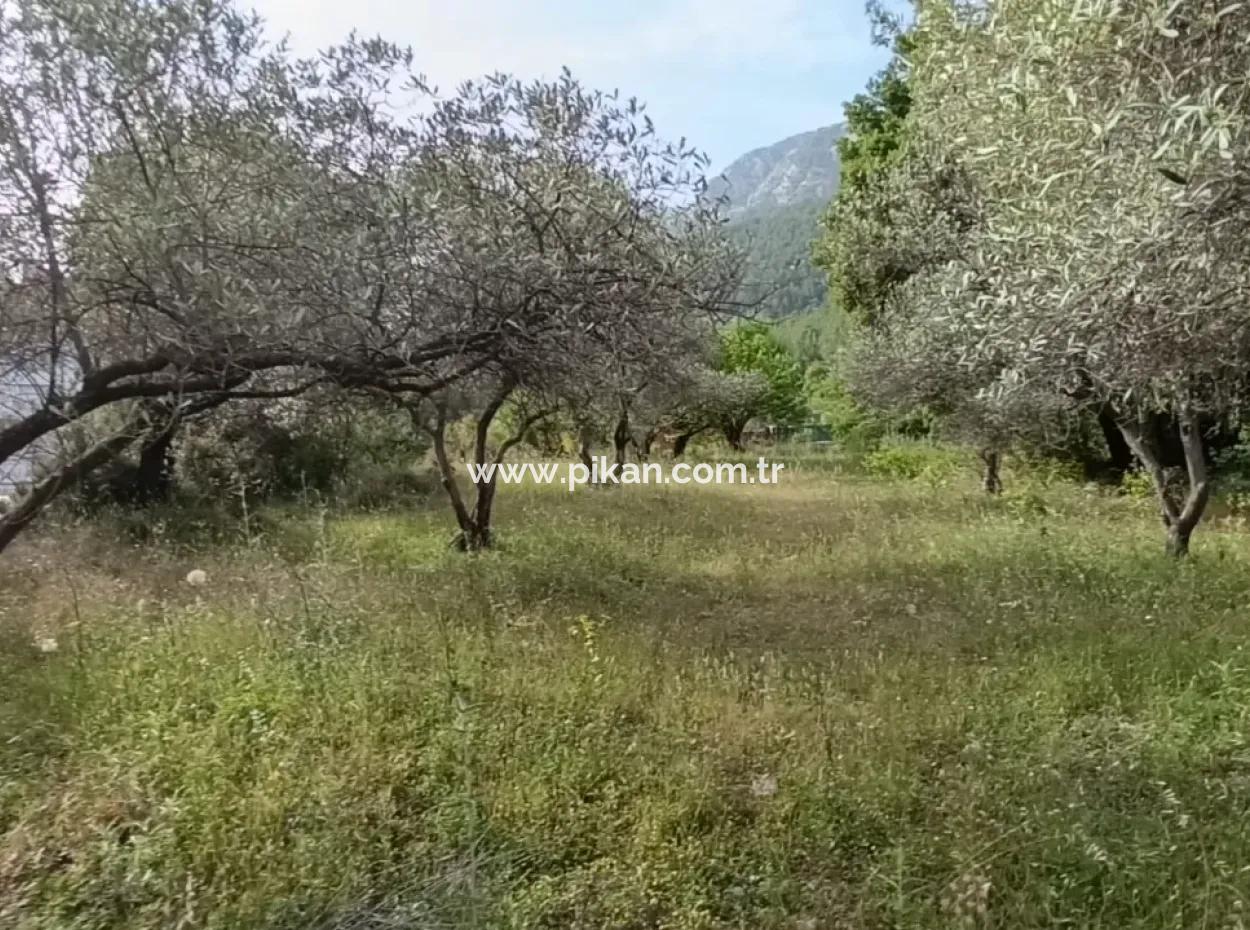 1228 M2 Grundstück Und Kargir Haus Zu Verkaufen In Muğla Menteşe Yaraş, Dorf In Dorf.   
