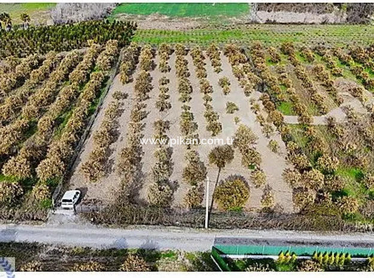 3 100 M2 Orangenfeld Zum Verkauf In Muğla Köyceğiz Döğüşbelen