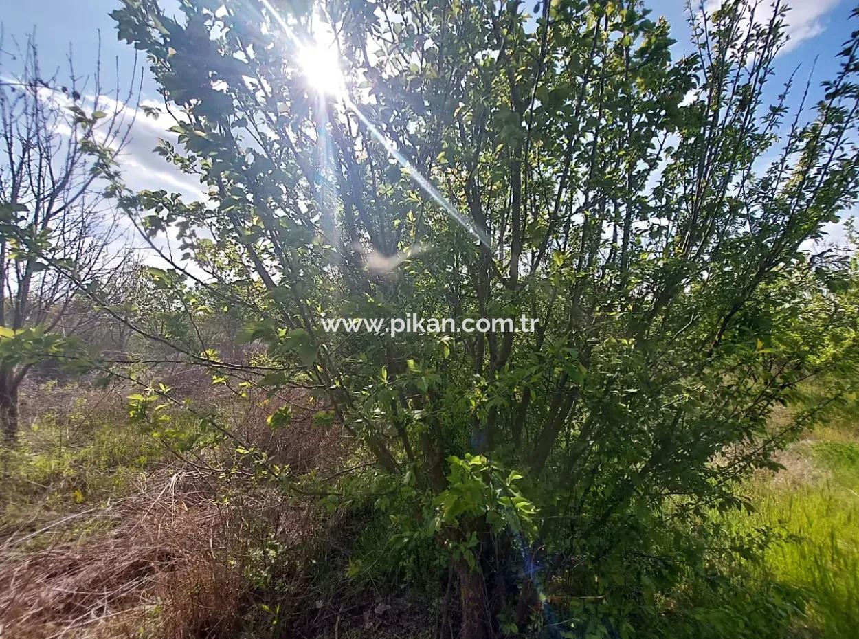 In Muğla Ortaca Eskiköy Stehen 12.805 M2 Land Mit Einem Anteil Zum Verkauf.