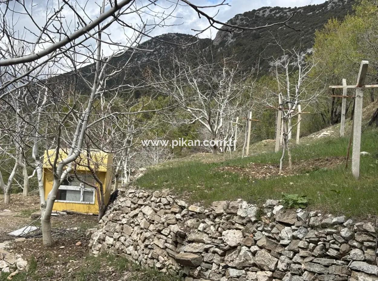 Antalya Akseki Çimiköy 9 400 M2 Freistehender Schnäppchen-Walnussgarten Zum Verkauf Oder Tausch
