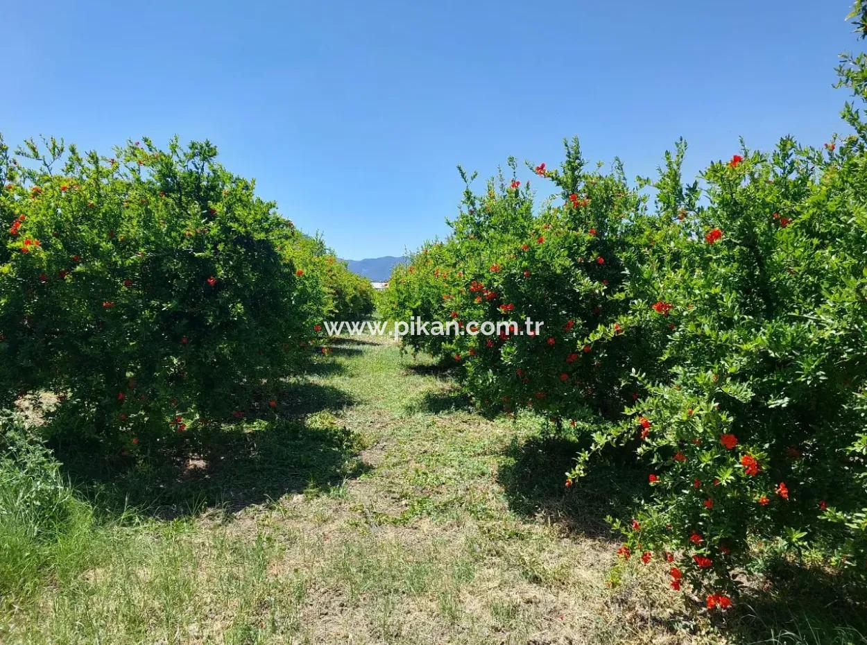 9.000 M2 Granatapfelgarten Zum Verkauf In Muğla Ortaca, Eskiköy