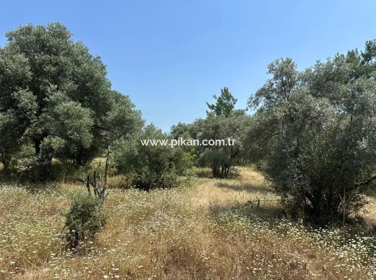 1608 M2 Olivenhain Zum Verkauf Im Olivengebiet Köyceğiz