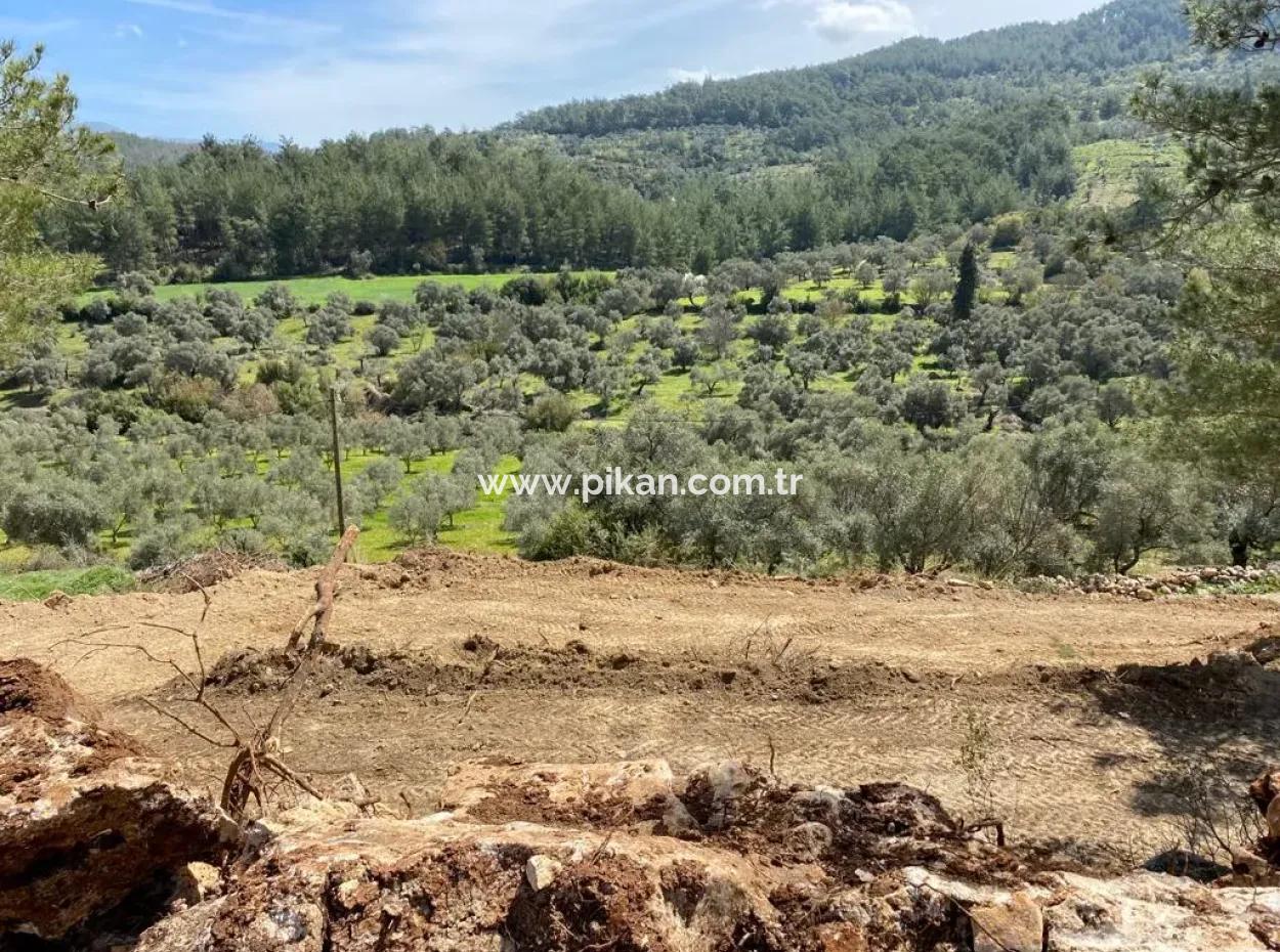 2500 M2 Flaches Freistehendes Grundstück Zum Notverkauf In Milas Karacahisar, Offen Zum Angebot