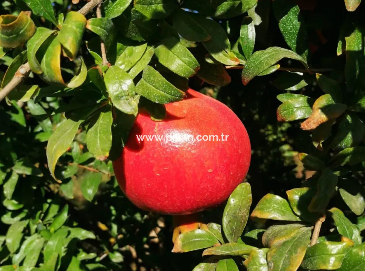 48 Hektar Granatapfelfelder Zum Verkauf In Ortaca Eskiköy