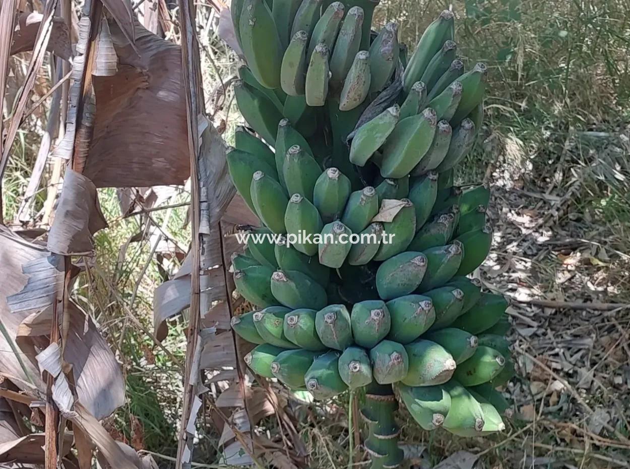 Dorfhaus Zum Verkauf In Ortaca Okçular Bebauungsplan