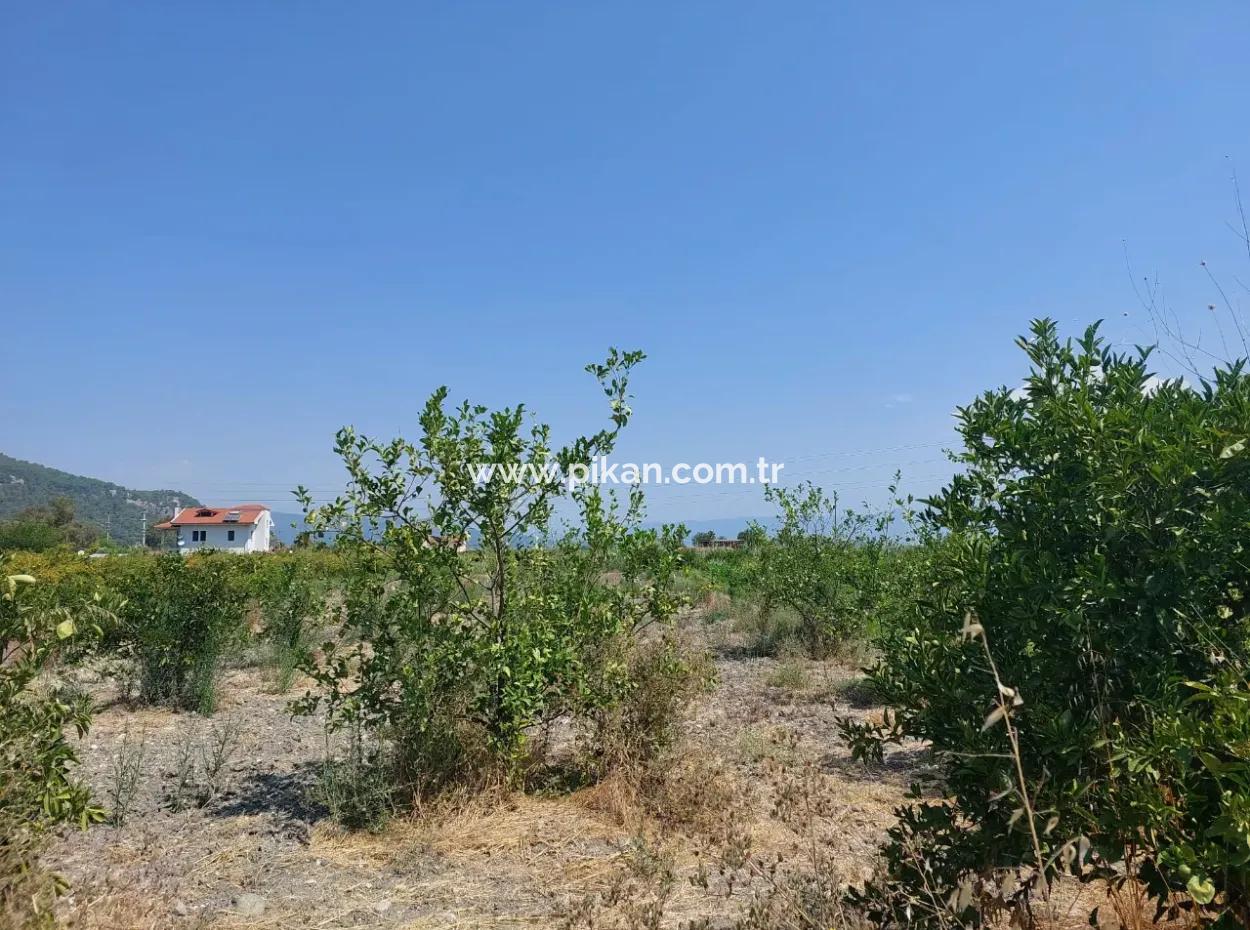 5.200 M² Zitronen- Und Orangengarten ???????? Zu Vermieten In Dalyan, Muğla