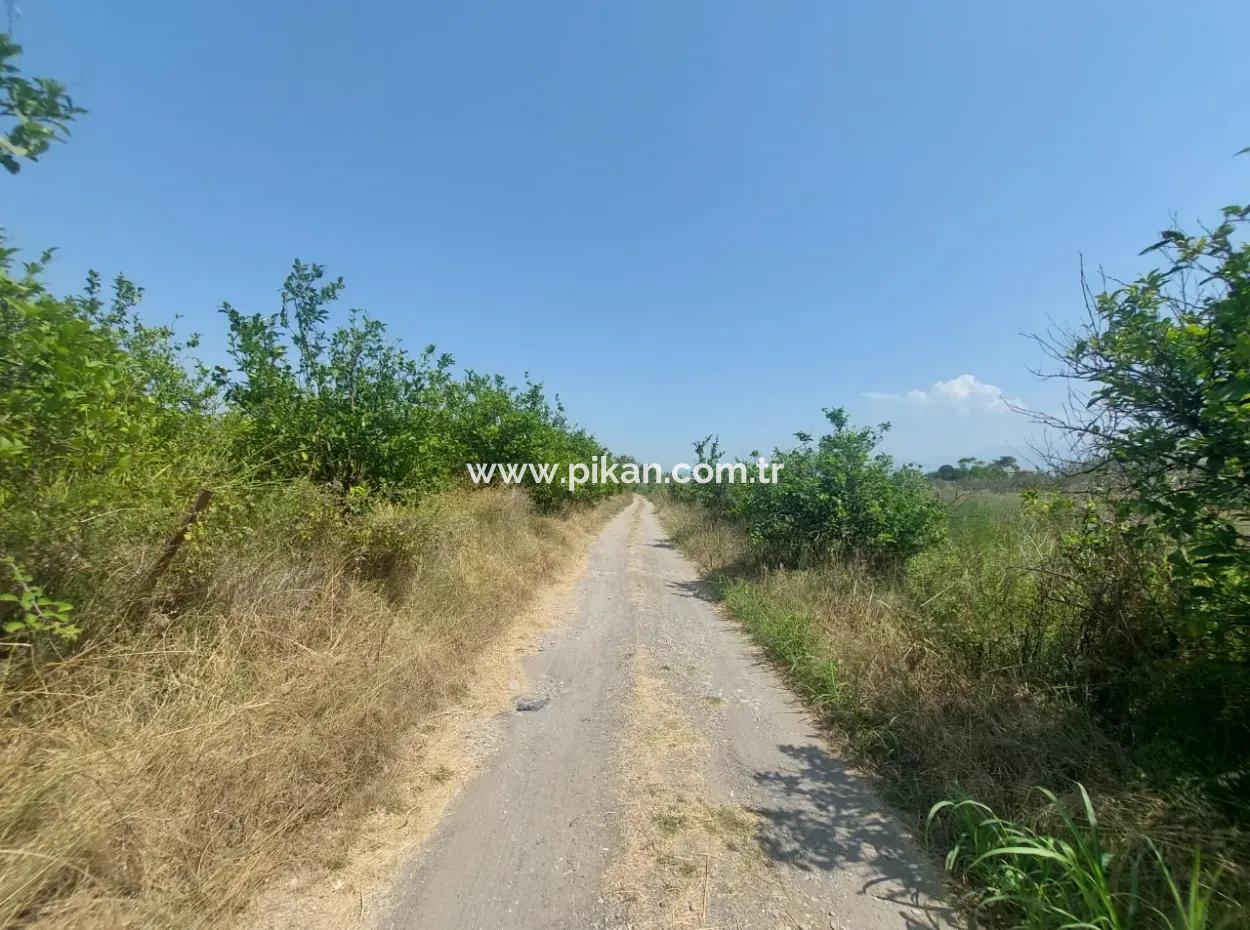 5.200 M² Zitronen- Und Orangengarten ???????? Zu Vermieten In Dalyan, Muğla