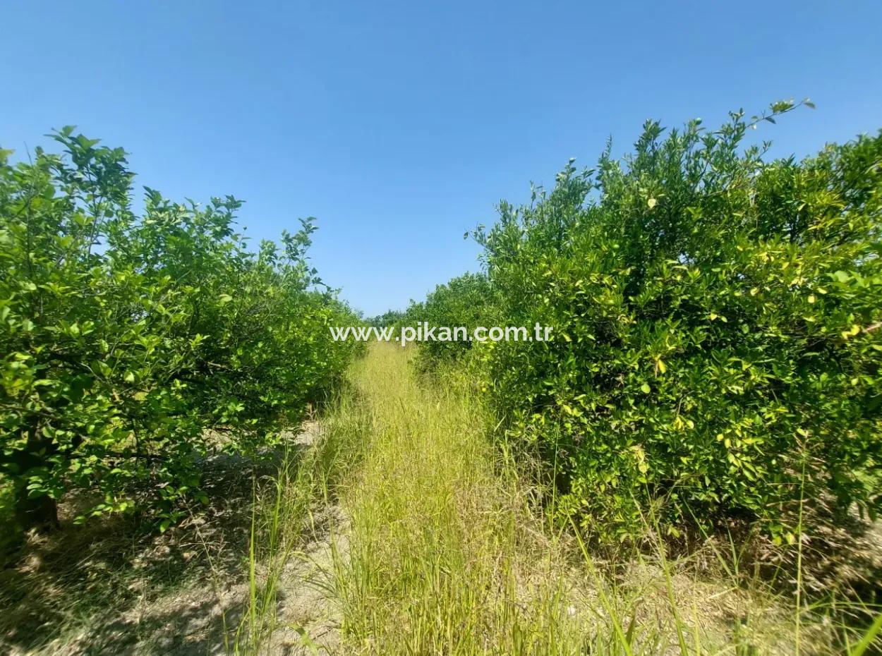 5.200 M² Zitronen- Und Orangengarten Zu Vermieten In Dalyan, Muğla
