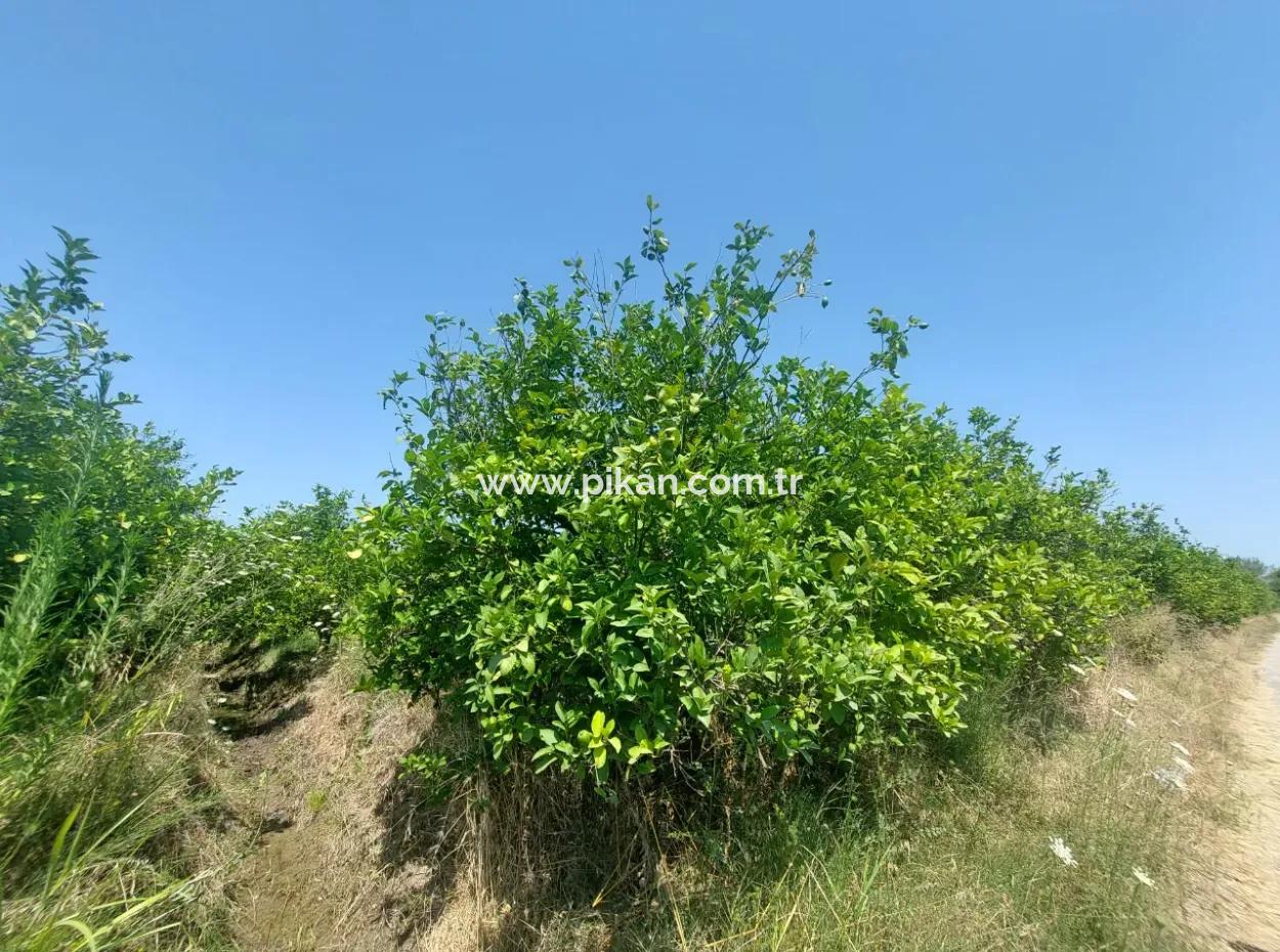 5.200 M² Zitronen- Und Orangengarten Zu Vermieten In Dalyan, Muğla