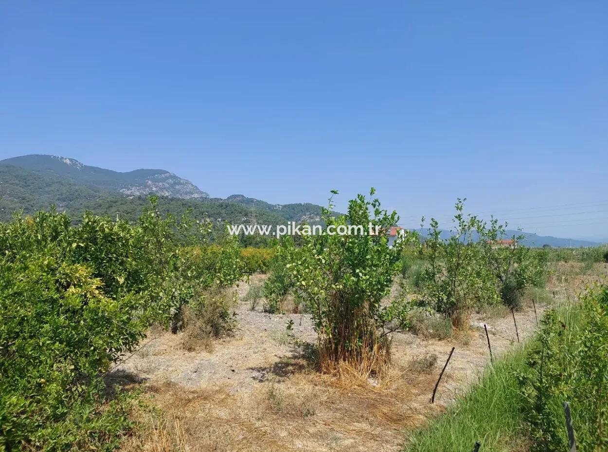 2.800 M² Grundstück Zum Verkauf In Dalyan, Muğla, In Der Nähe Des Dalyan-Kanals