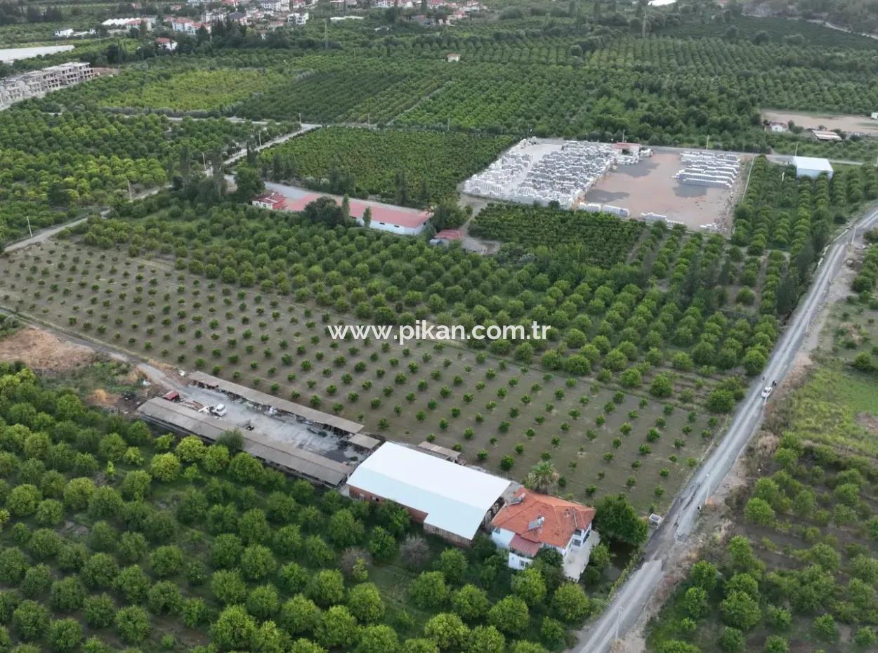 Freistehender 5.000 M² Zitronengarten Mit 150 M² Baurecht In Ortaca Çaylı Zum Verkauf Oder Tausch