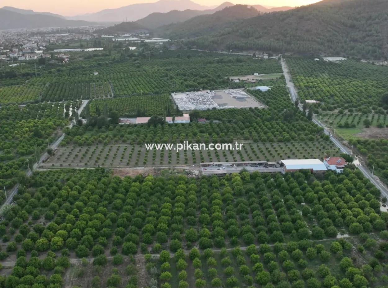 Freistehender 5.000 M² Zitronengarten Mit 150 M² Baurecht In Ortaca Çaylı Zum Verkauf Oder Tausch
