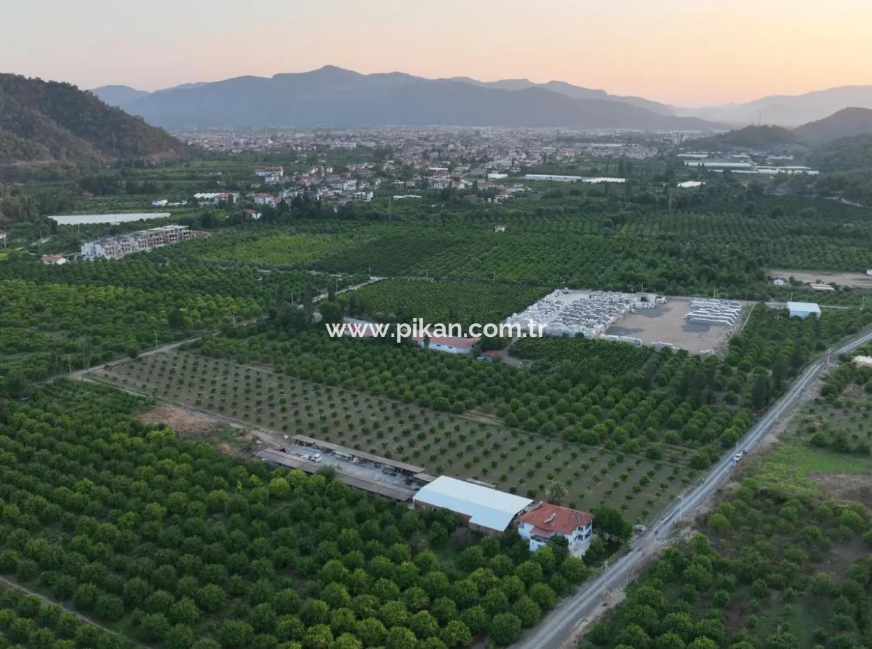 Freistehender 5.000 M² Zitronengarten Mit 150 M² Baurecht In Ortaca Çaylı Zum Verkauf Oder Tausch