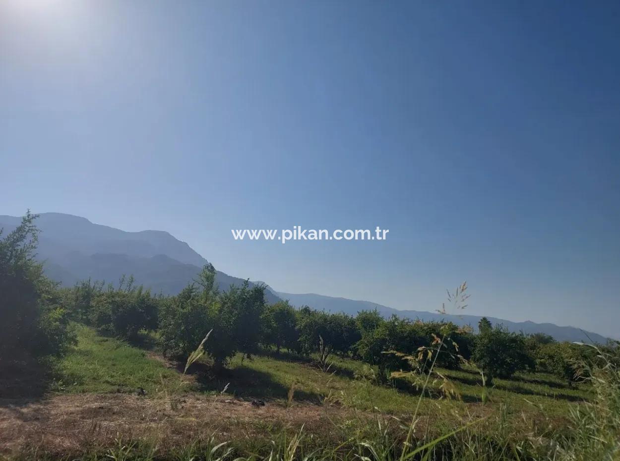 73.500 M² Granatapfelgarten, Geeignet Für Investitionen In Ortaca Dalyan Zu Verkaufen