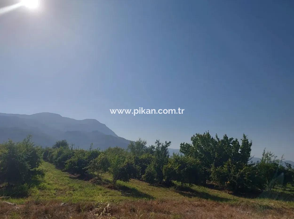 73.500 M² Granatapfelgarten, Geeignet Für Investitionen In Ortaca Dalyan Zu Verkaufen