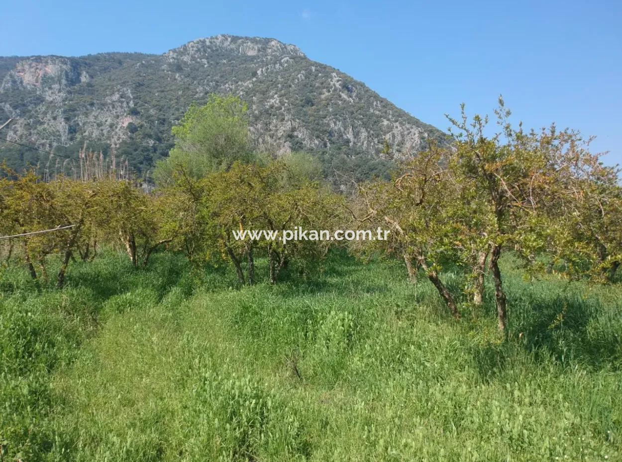 7.989 M² 150 M² Granatapfelgarten Mit Baugenehmigung Zum Verkauf In Ortaca Mergenli