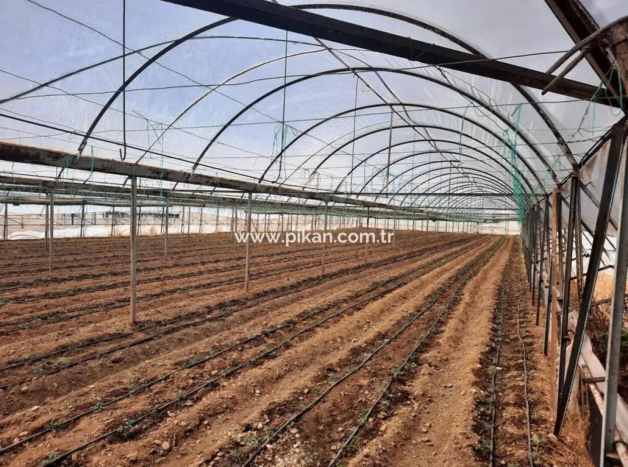 4.000 M² Tunnelgewächshaus In Muğla Ortaca Eskiköy – 2 Jahre Kostenlose Vermietung