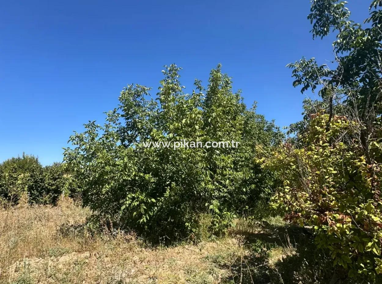 3070 M2 Walnussgarten Zum Verkauf Am Rande Der Hauptstraße In Denizli Çameli