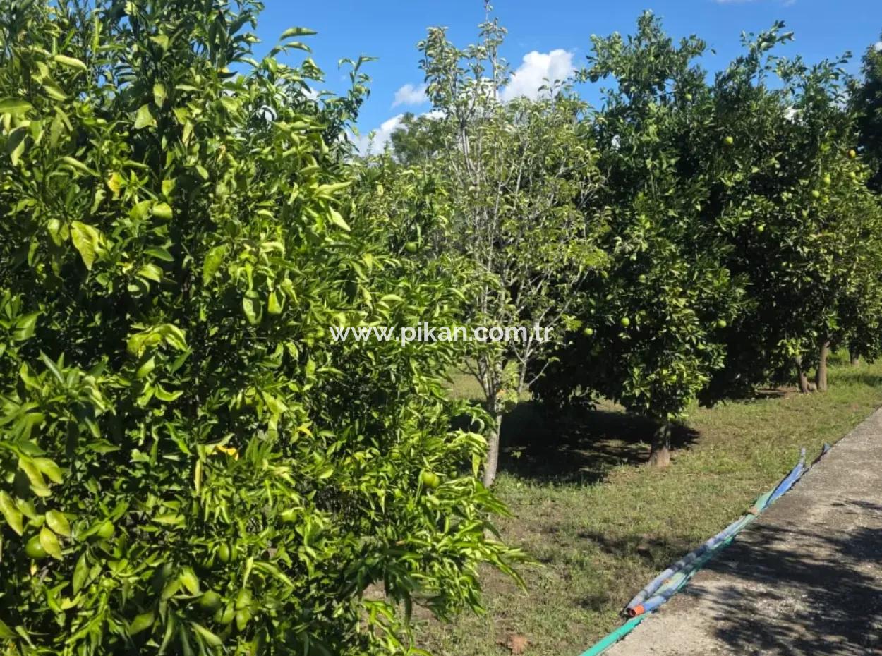 2 1, 70 M2 Dorfhaus Zum Verkauf Auf 902 M2 Land Null Zur Ortaca Akıncı Sarıgerme Road