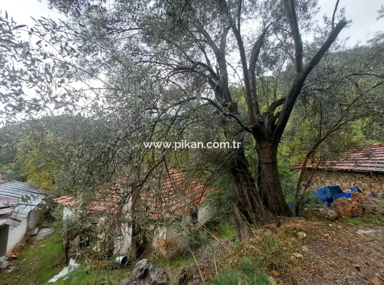 Dorfhaus Mit Eigentumsurkunde Zum Verkauf In Der Natur In Muğla Fethiye İnlice