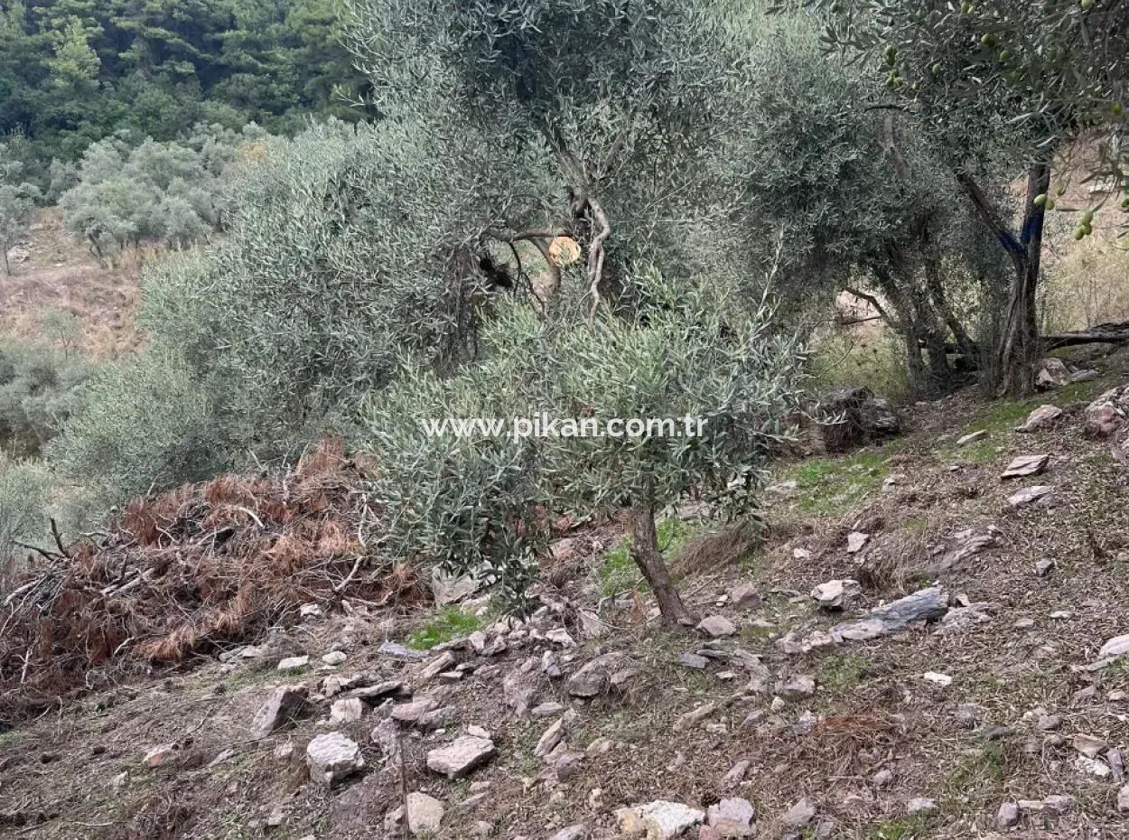 1.025 M2 Qualifiziertes Olivenhain-Land In Muğla Milas Çakıralan Steht Zum Verkauf
