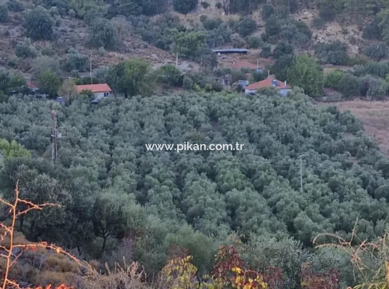 Muğla Köyceğiz Çandır Mah.4 250 M² Olivenhain Zum Verkauf