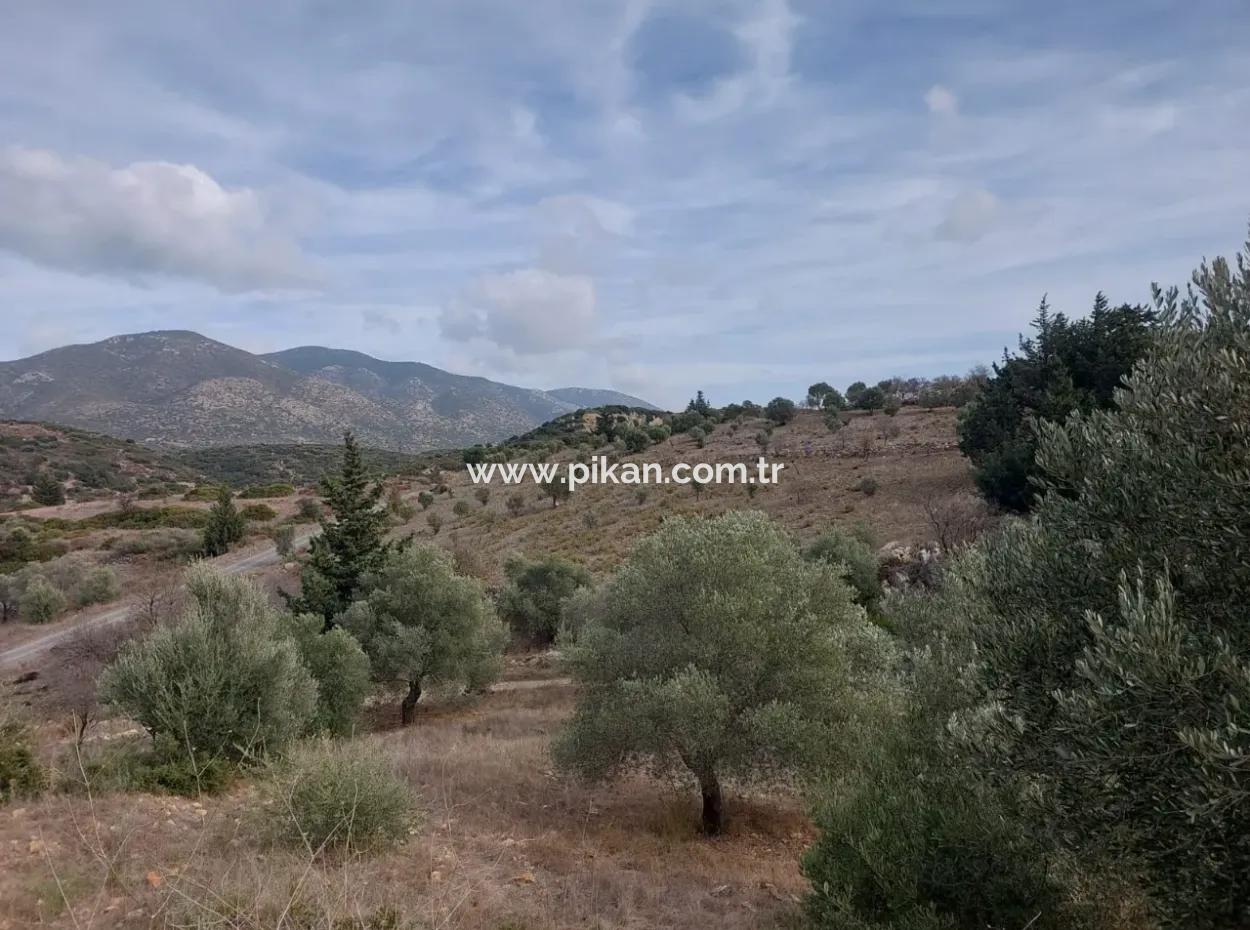 8.400 M² Schnäppchen-Olivenhain Zum Verkauf Mit Freistehender Eigentumsurkunde In Datça Yazı, Muğla