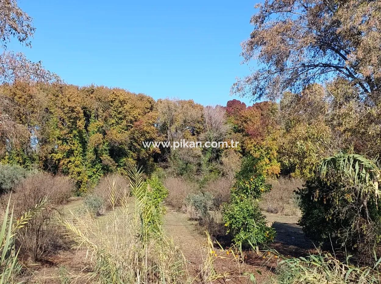Ein Schnäppchen, Das Für Investitionen In Muğla Dalyan Geeignet Ist, 4.000 M² Land Am Wald Steht Zum Verkauf