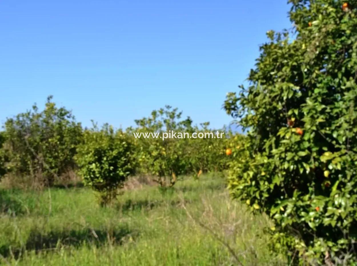 Zitrone Garten Zu Verkaufen Schnäppchen Ortaca